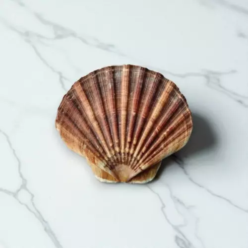 Живой морской гребешок, 200-250 г, Россия, 1 шт