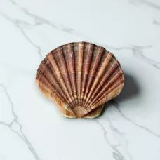 Живой морской гребешок, 200-250 г, Владивосток, 1 шт