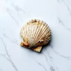Живой морской гребешок, 100-150 г, Владивосток, 1 шт