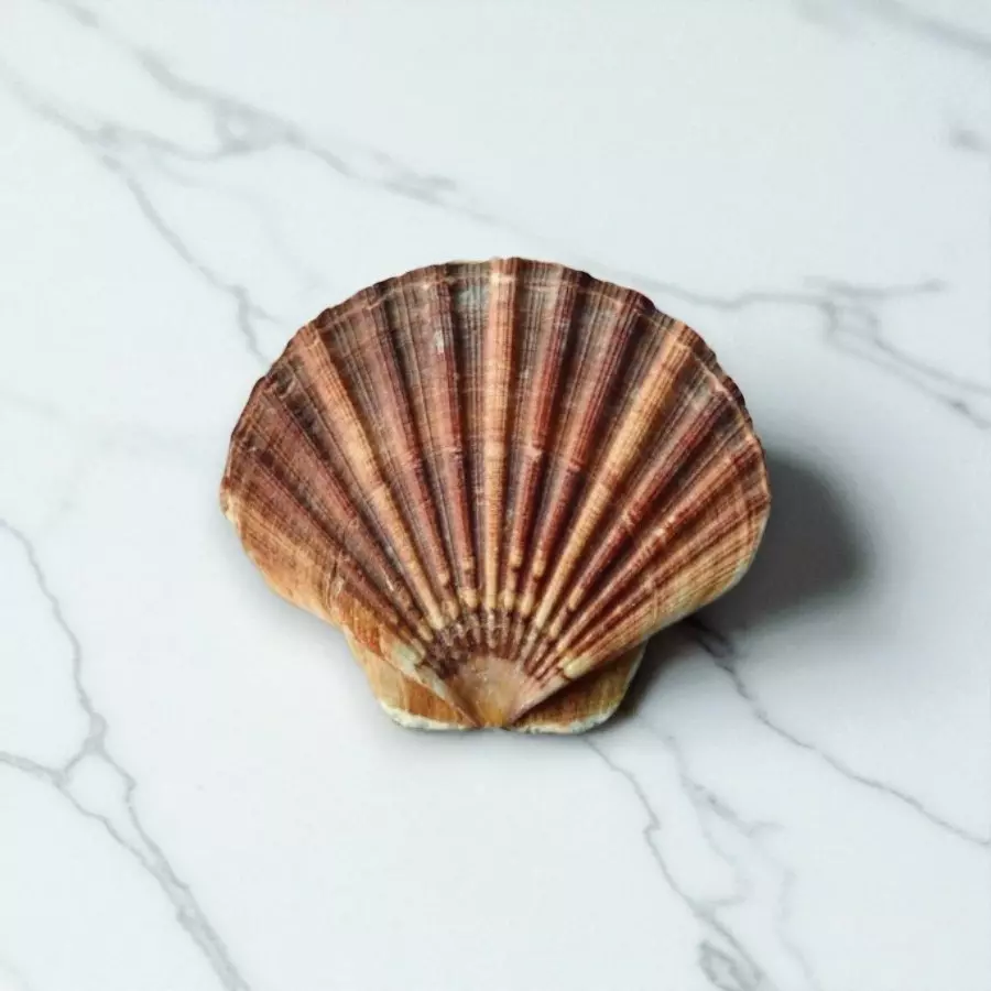 Живой морской гребешок, 200-250 г, Владивосток, 1 шт