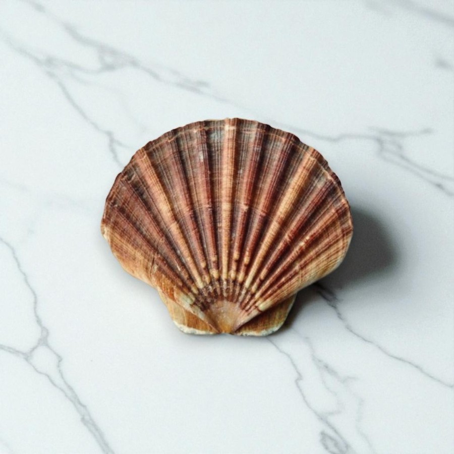 Живой морской гребешок, 200-250 г, Владивосток, 1 шт